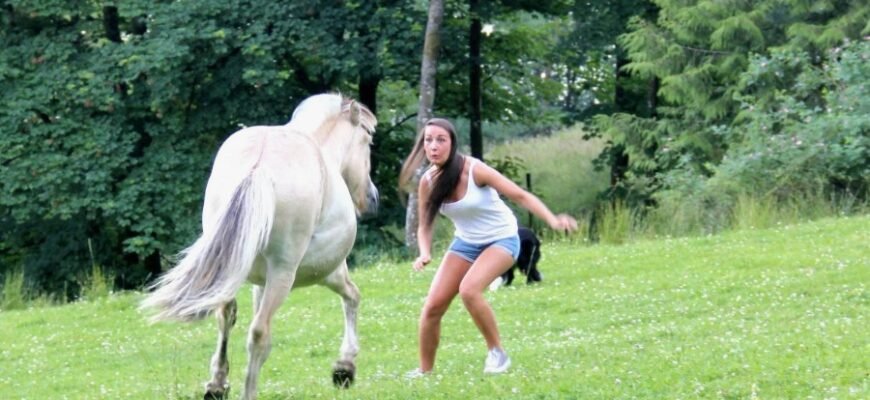 Напад кінь уві сні: тлумачення сновидіння та його значення для вас