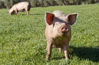 "Що означає свиня у сновидінні: тлумачення та символіка сну"