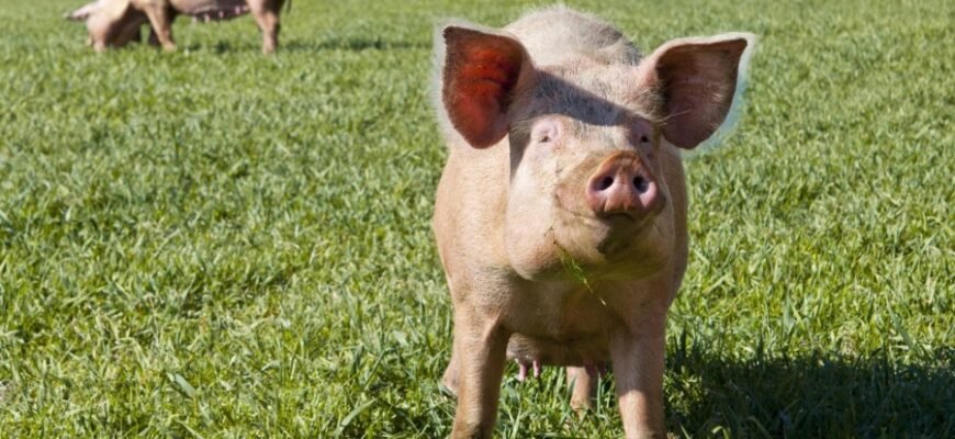 "Що означає свиня у сновидінні: тлумачення та символіка сну"