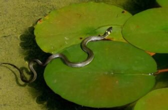 Чому сниться вуж: розкриття таємниці сновидінь про змій