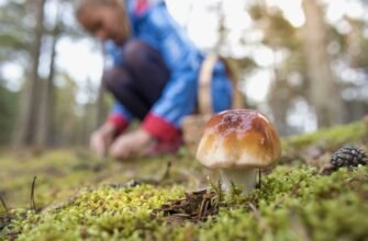 Значення сновидіння: до чого сниться процес збору грибів у лісі?