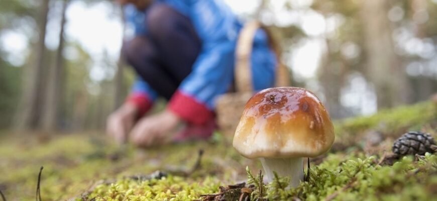 Значення сновидіння: до чого сниться процес збору грибів у лісі?