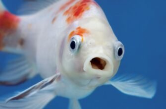 Що означає сон про рибу: розкриваємо символіку сновидінь з рибою