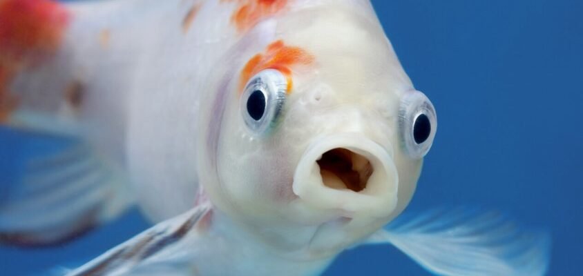 Що означає сон про рибу: розкриваємо символіку сновидінь з рибою