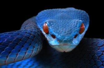 До чого сниться змія: розкриття символіки та значення ваших снів