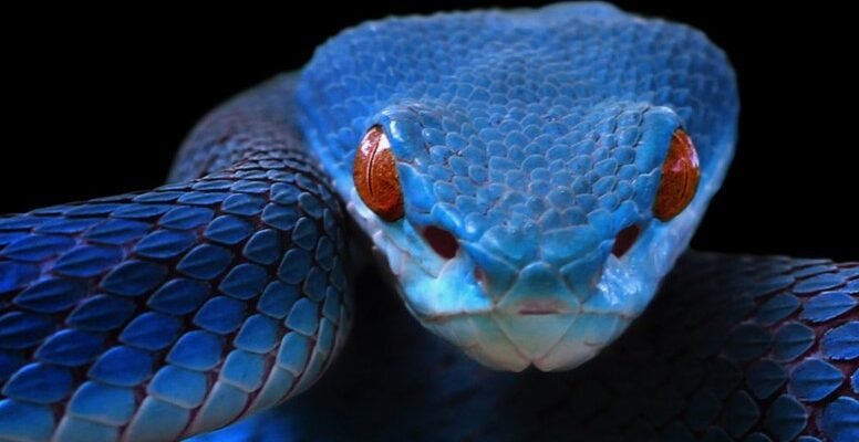 До чого сниться змія: розкриття символіки та значення ваших снів