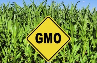 ГМО: Що таке генетично модифіковані організми і їхня мета створення