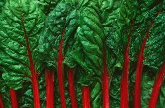 Що таке мангольд та як він може доповнити ваш раціон: користь і вживання