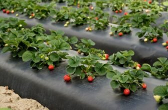 Агроволокно: Властивості та Використання для Захисту Урожаю
