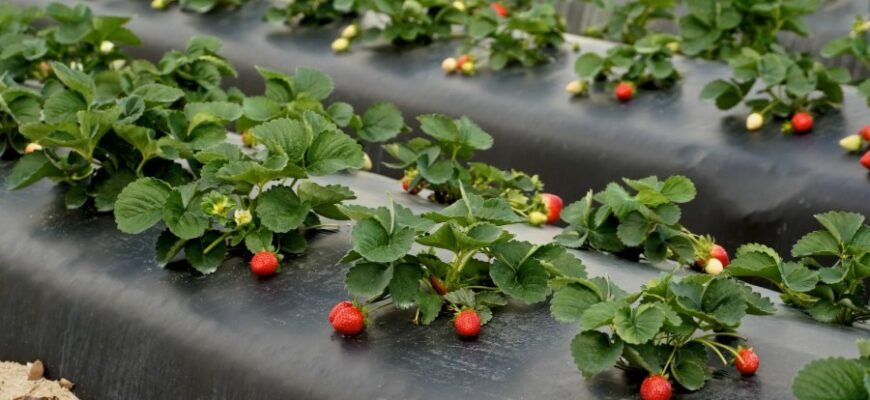 Агроволокно: Властивості та Використання для Захисту Урожаю