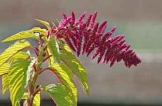 Амарант: Властивості