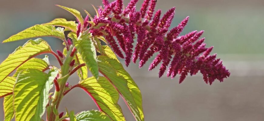 Амарант: Властивості