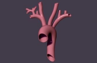 Розуміння аорти: головна артерія нашого організму і її функції