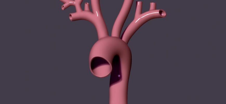 Розуміння аорти: головна артерія нашого організму і її функції