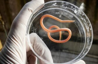 Аскариди: Визначення