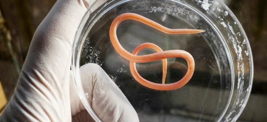 Аскариди: Визначення