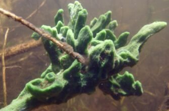 Що таке бадяга: користь