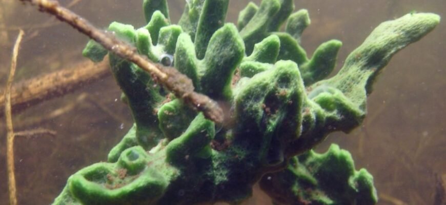 Що таке бадяга: користь