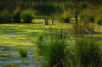Захоплюючий світ боліт: визначення