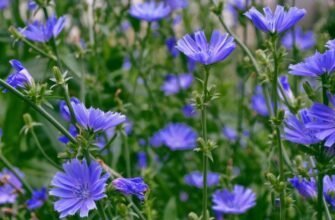 Цикорій: користь