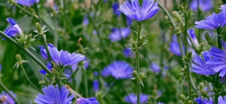 Цикорій: користь
