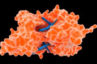 Що таке ферменти: роль