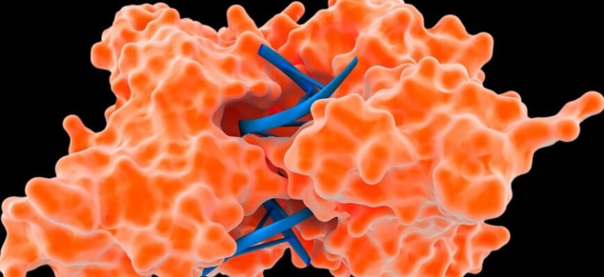 Що таке ферменти: роль