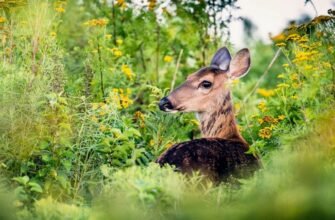 Флора і фауна: визначення