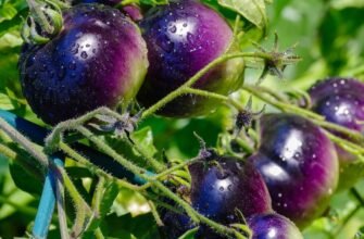 Гібрид: Визначення