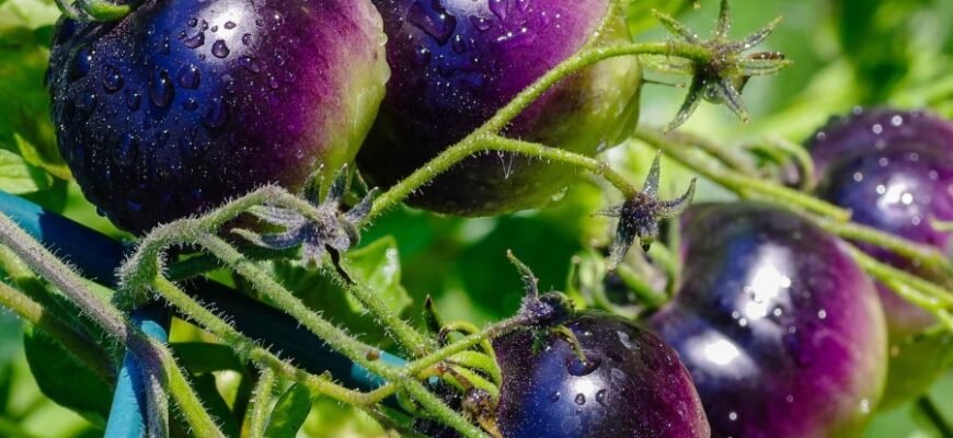 Гібрид: Визначення