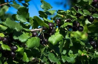 Йошта: Гібридна ягода з унікальними властивостями для здоров'я