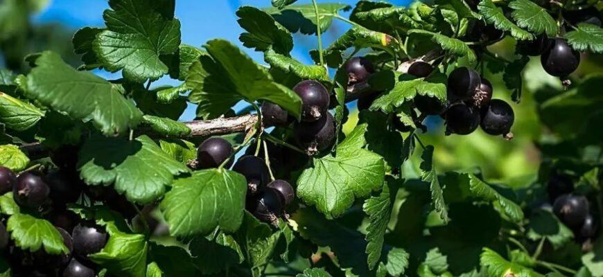 Йошта: Гібридна ягода з унікальними властивостями для здоров'я