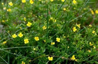 Готовий h1: "Калган: лікувальні властивості та застосування в народній медицині"