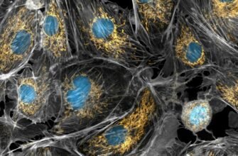 Клітина: Основний будівельний елемент життя та її функції