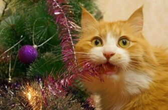 Розкриття поняття мішури: визначення