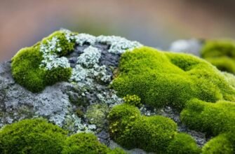Відкрийте для себе: Що таке мох і як він впливає на екосистеми?