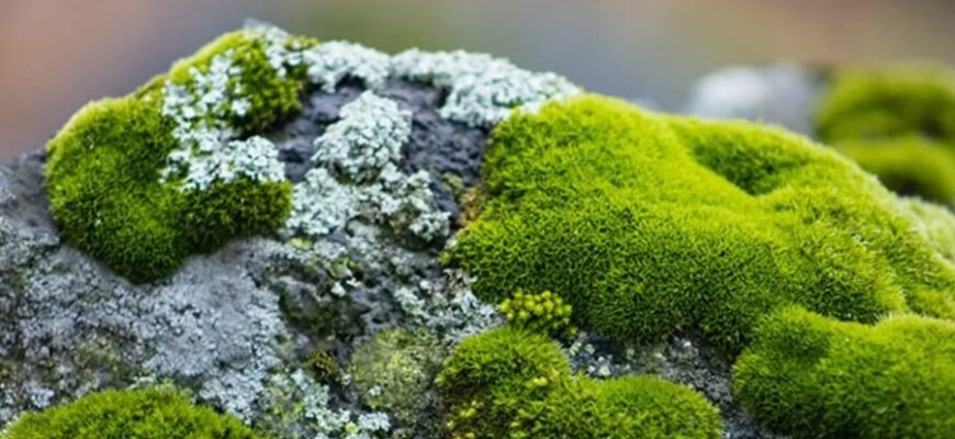 Відкрийте для себе: Що таке мох і як він впливає на екосистеми?