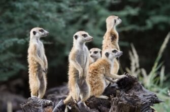 Визначення та значення популяції: основи екології і біології