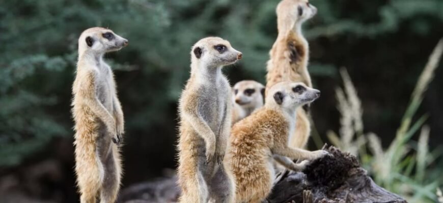 Визначення та значення популяції: основи екології і біології