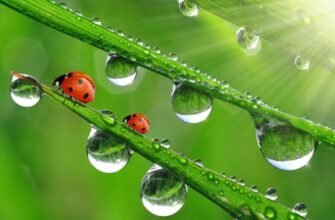 Що таке роса: утворення