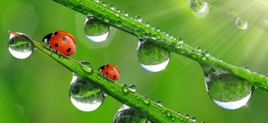 Що таке роса: утворення