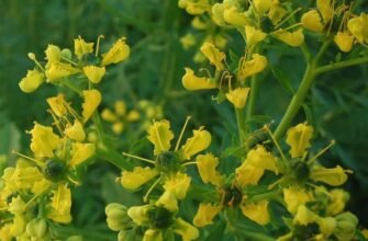 Розкриття Таємниць Рути: Властивості