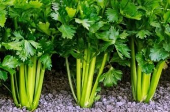 Селера: Секрети та Користь Суперфуду у Світі Овочів для Здоров'я