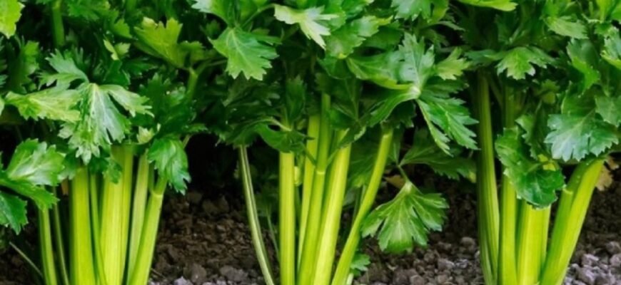 Селера: Секрети та Користь Суперфуду у Світі Овочів для Здоров'я