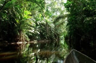 Що таке сельва і чому вона важлива для екосистеми Землі?