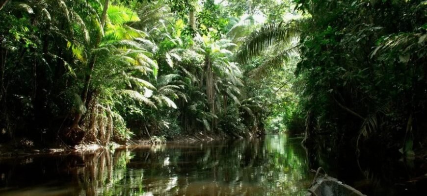 Що таке сельва і чому вона важлива для екосистеми Землі?