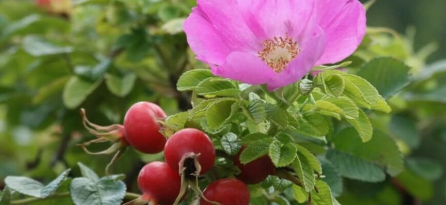 Відкрийте для себе користь та застосування шипшини: повний огляд