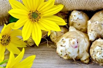 Топінамбур: Користь