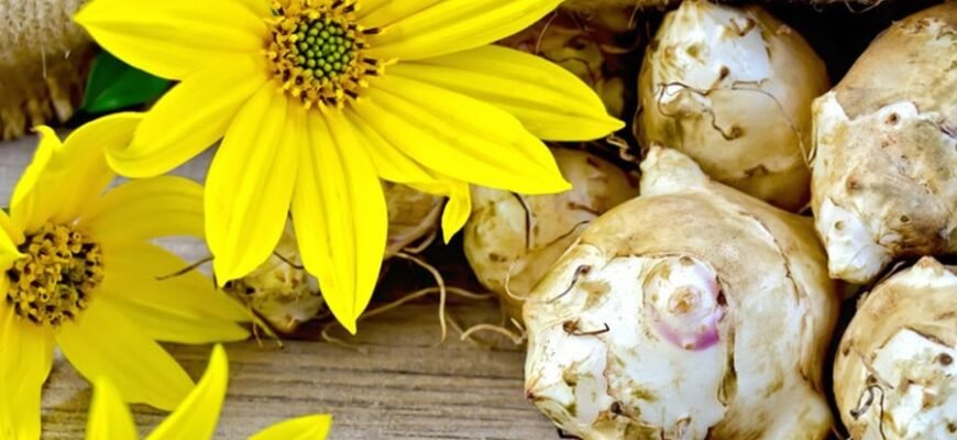 Топінамбур: Користь