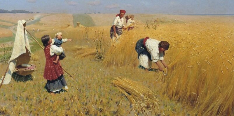 Що таке Нива: ключовий символ українського сільського господарства та природи